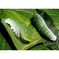Tiger Swallowtail glaucus 15 eggs or 10 larvae